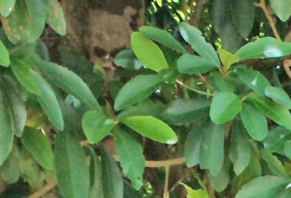 ムー妖怪情報 ついにキジムナーの撮影に成功か 沖縄の樹木に写りこむ骸骨のナゾ Getnavi Web ゲットナビ