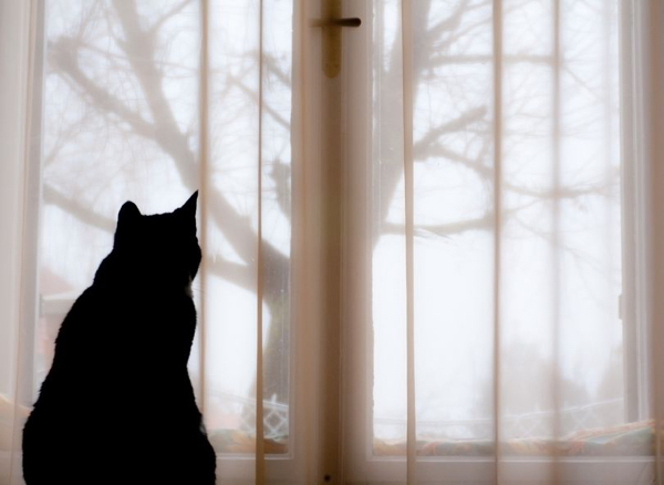 18172521 - black cat is sitting in a window