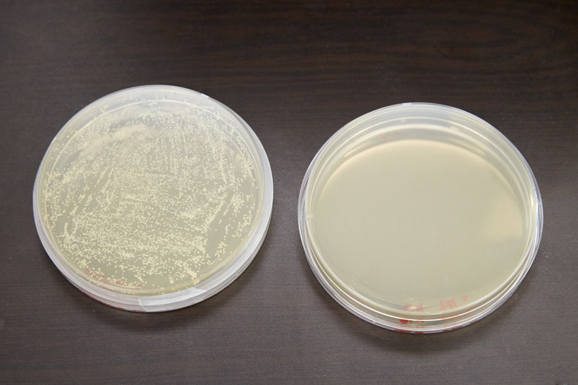 ↑2枚の布を溶剤に入れて付着しているアクネ菌を溶かし、この溶剤をシャーレに伸ばします。2枚のシャーレを37℃に設定した培養器に2日間保存すると、レイコップを使わなかった培地にはカビのようなアクネ菌が確認できました（写真左）。一方、レイコップを使った培地（写真右）には菌の繁殖が見られません