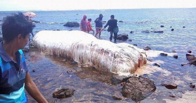 ムーuma情報 これは地震で死んだ トランコ か フィリピンの海岸に白い体毛の巨大umaが漂着 Getnavi Web ゲットナビ