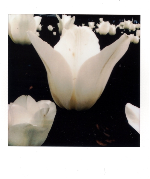 ↑白いチューリップを撮影。花の質感を出すためにマイナスの露出補正を行ったため、背景が暗く沈んだ。フィルムのコントラストも高めで、チューリップが浮かんでいるかのような仕上がりになった
