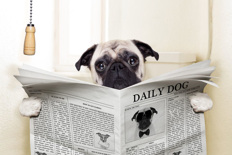31444406 - pug dog sitting on toilet and reading magazine having a break