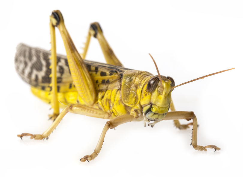 69586975 - schistocerca gregaria - the desert locust - food insects