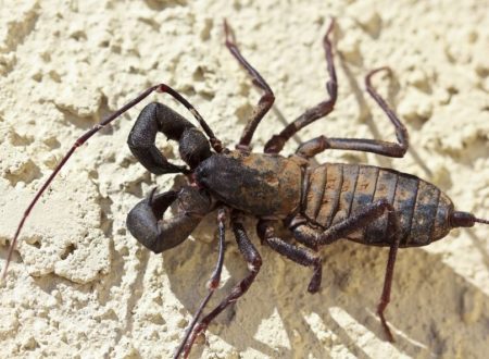 15866625 - a vinegaroon, also known as whip scorpion, in the order thelyphonida
