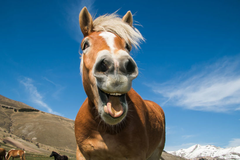 55228430 - funny shot of horse with crazy expression