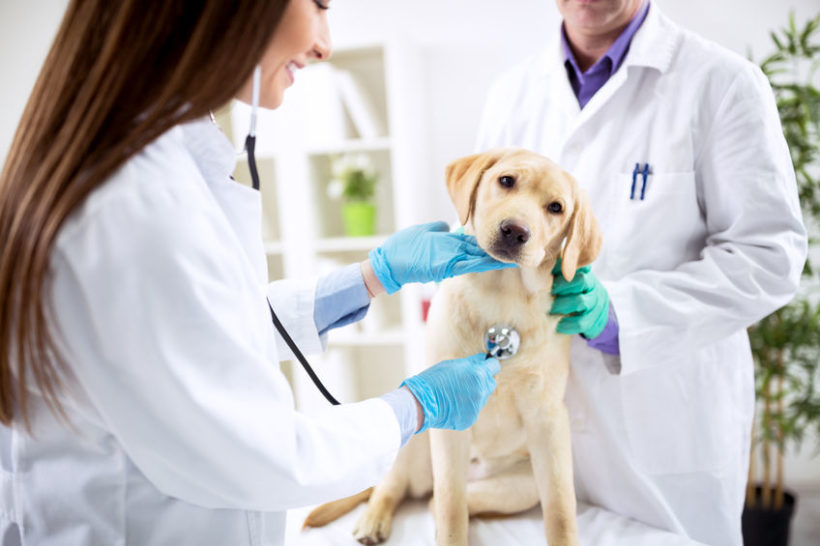 57026697 - smiling veterinary examining dog at clinic