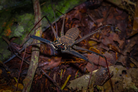 80613916 - whip scorpion walking toward viewer through dry leafs, whip scorpion amblypygi inside of the forest in cuyabeno national park, in ecuador