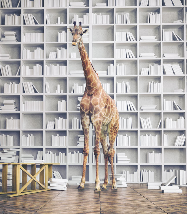 56812229 - giraffe in the room with book shelves. creative photo combination concept