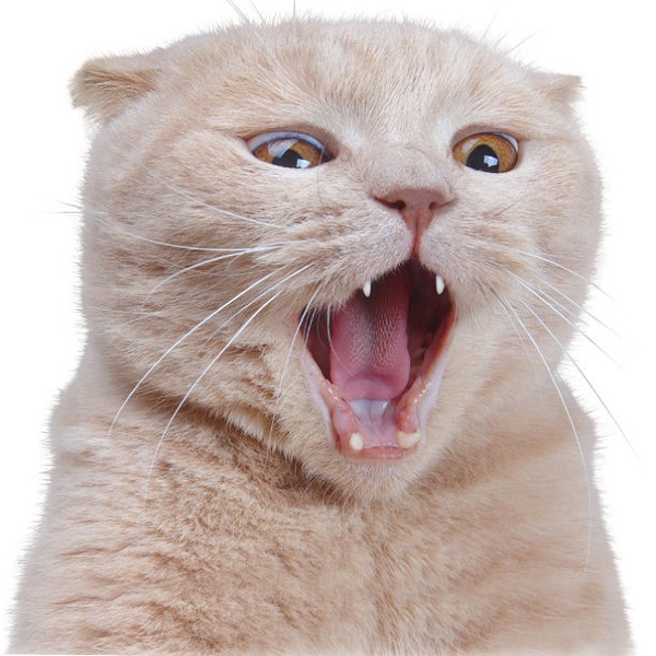 33299153 - british surprised cat isolated on white  background