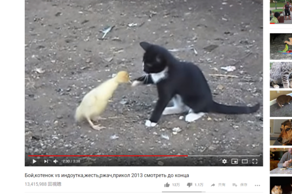 可愛すぎる名勝負に世界が熱狂 子猫vs子アヒルの決闘が話題に 可愛すぎる動物動画 Getnavi Web ゲットナビ