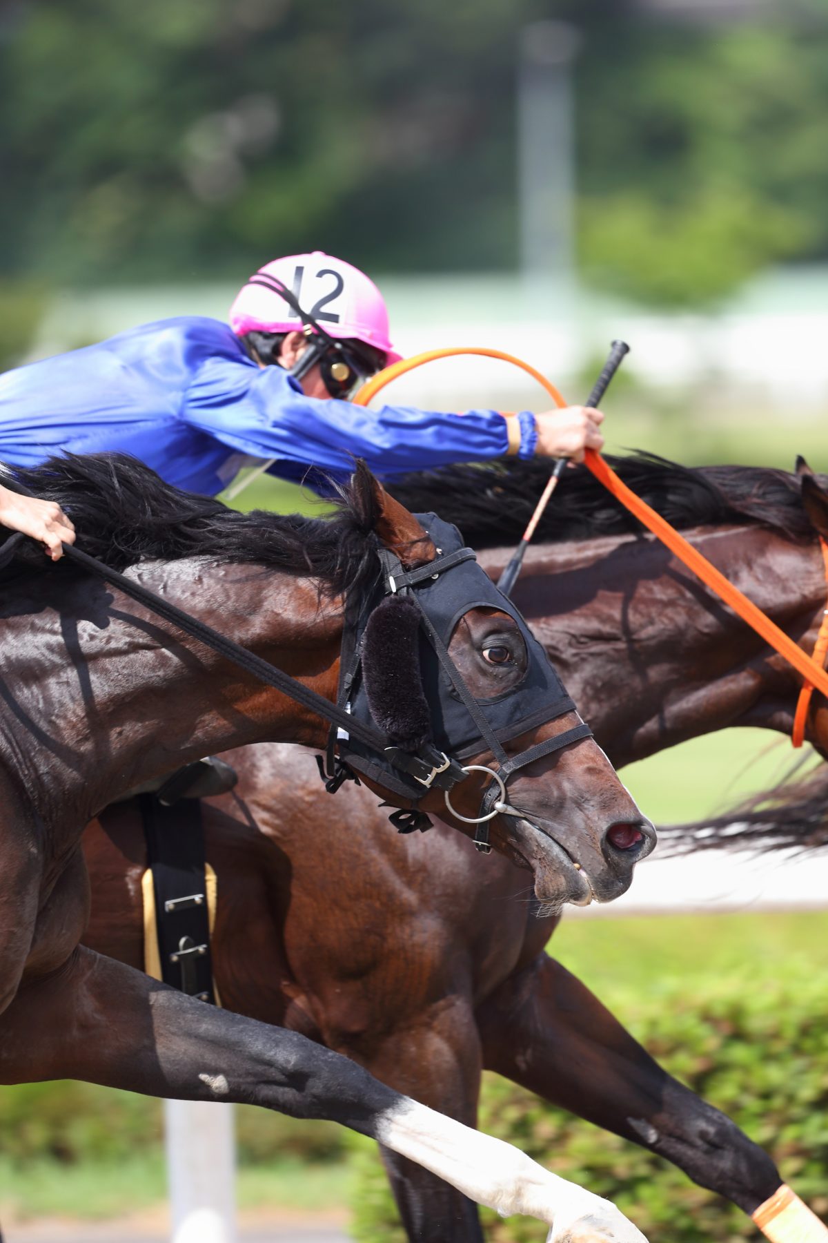 かっこいい競走馬の写真を撮りたい 競馬観戦型レストラン貸し切り