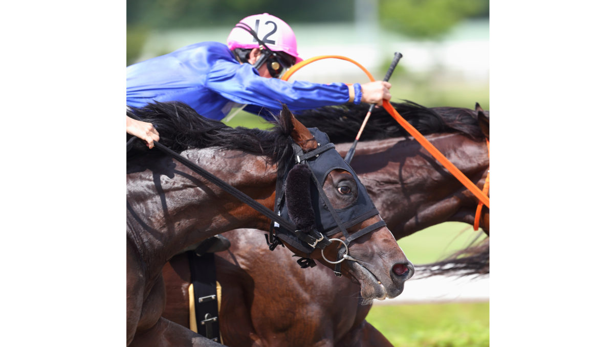 かっこいい競走馬の写真を撮りたい 競馬観戦型レストラン貸し切りエリア利用の撮影会が開催決定 Getnavi Web ゲットナビ