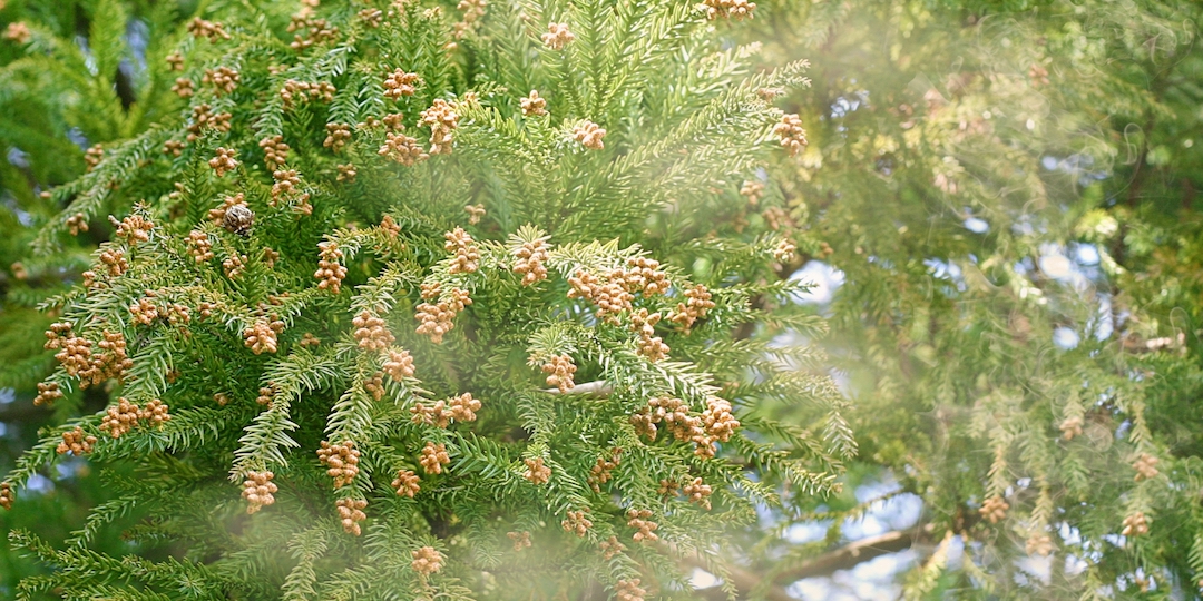 見極めは鼻水の色 花粉飛散のピークに子どもの花粉症やアレルギー症状を抑えるには Getnavi Web ゲットナビ