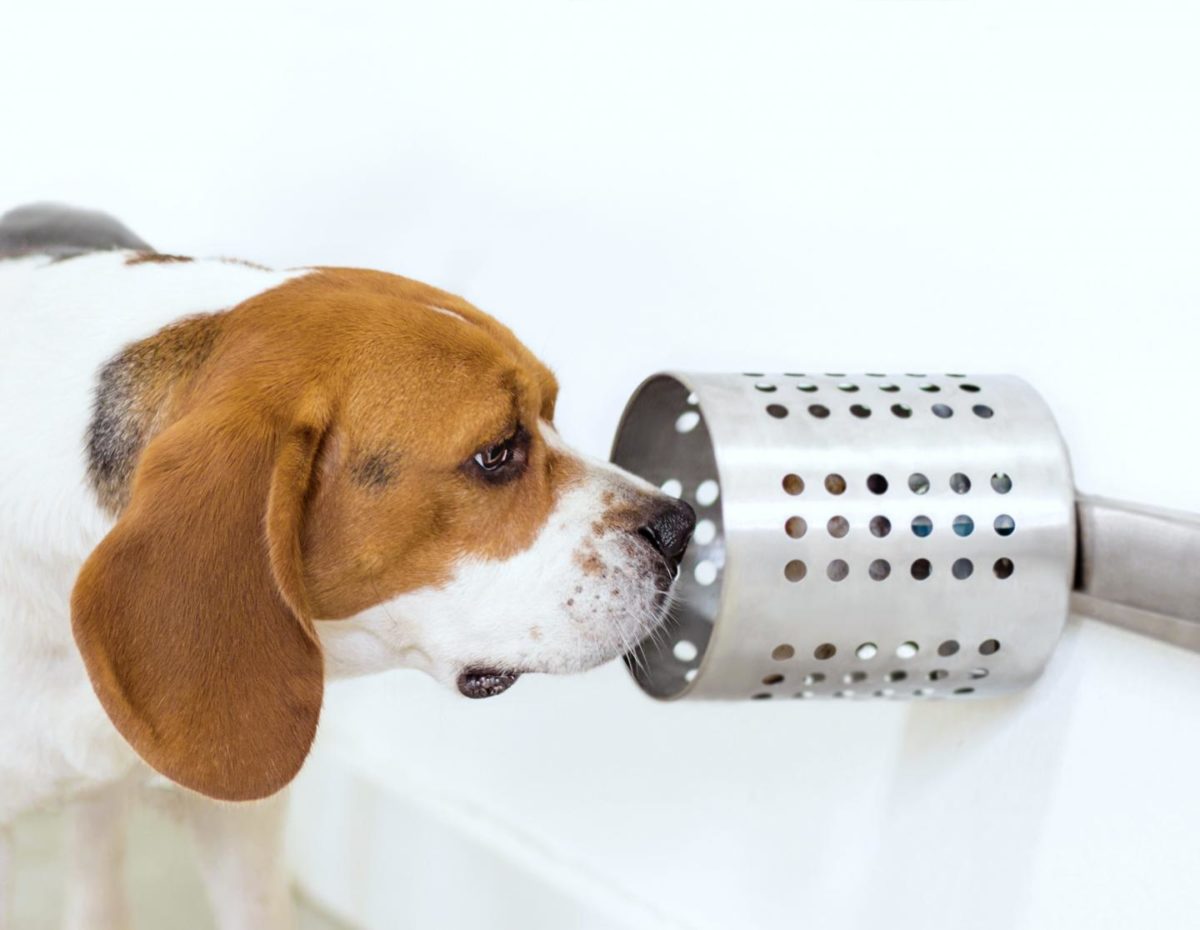 約97 の的中率 犬の嗅覚 がガンの発見に役立つことが判明 Getnavi Web ゲットナビ