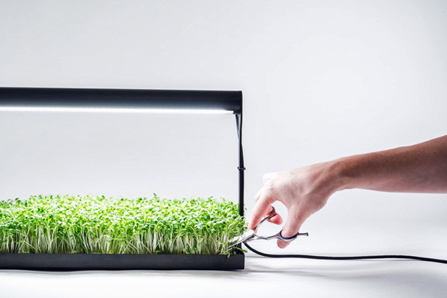 マイクログリーン を土なしで自宅栽培 自給自足にもなる北米で話題の家庭菜園アイテム Getnavi Web ゲットナビ