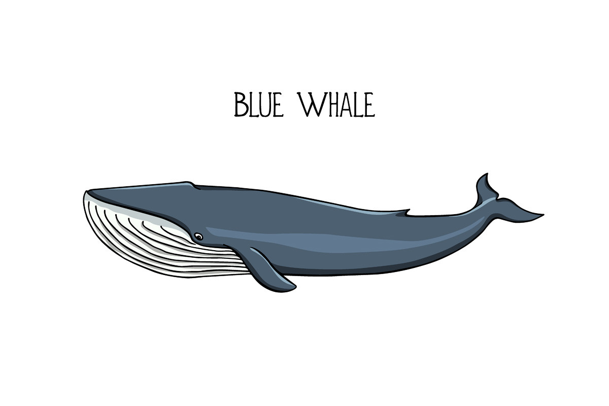 世界初 地球最大の動物シロナガスクジラの心拍計測に成功 Getnavi Web ゲットナビ
