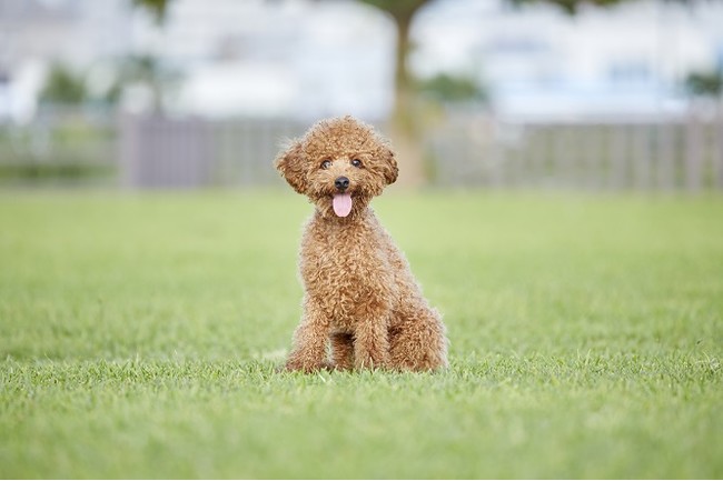 トイ プードルが不動の人気 人気犬種ランキング2021 Ameba News アメーバニュース