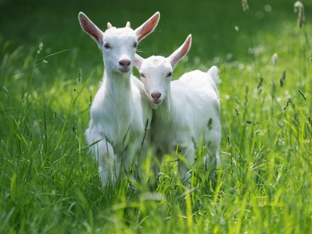 いま人気沸騰中のヤギ その飼い方から撮影のコツまでを網羅した ヤギ飼いになる New Edition Getnavi Web ゲットナビ