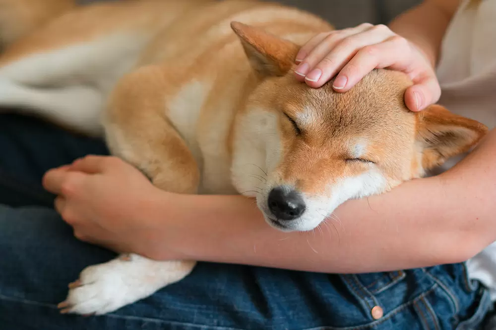 幸せになりたいなら 犬を飼うといい 犬から聞いた素敵な話 Getnavi Web ゲットナビ