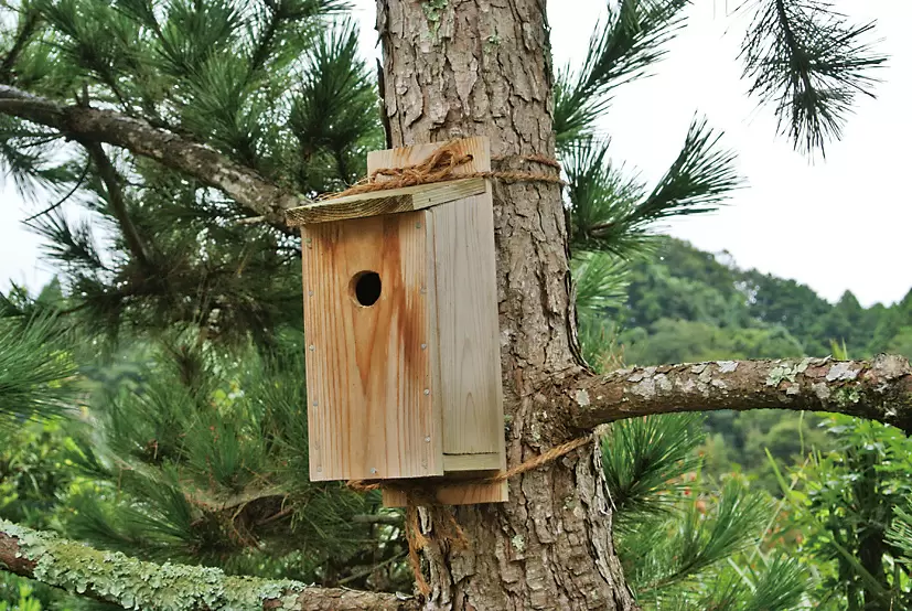 マジで野鳥を呼べる！巣箱の作り方と掛け方を伝授／新、田舎暮らし派
