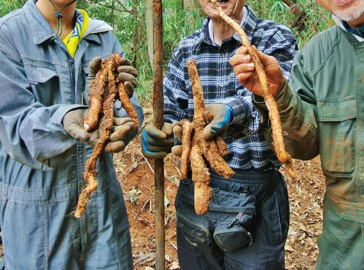 自作の専用ツールが大活躍！自然薯採ったど～！これがDIYerの山芋堀りだ!?／新、田舎暮らし派、注目！サトヤマ通信（16） | ドゥーパ！