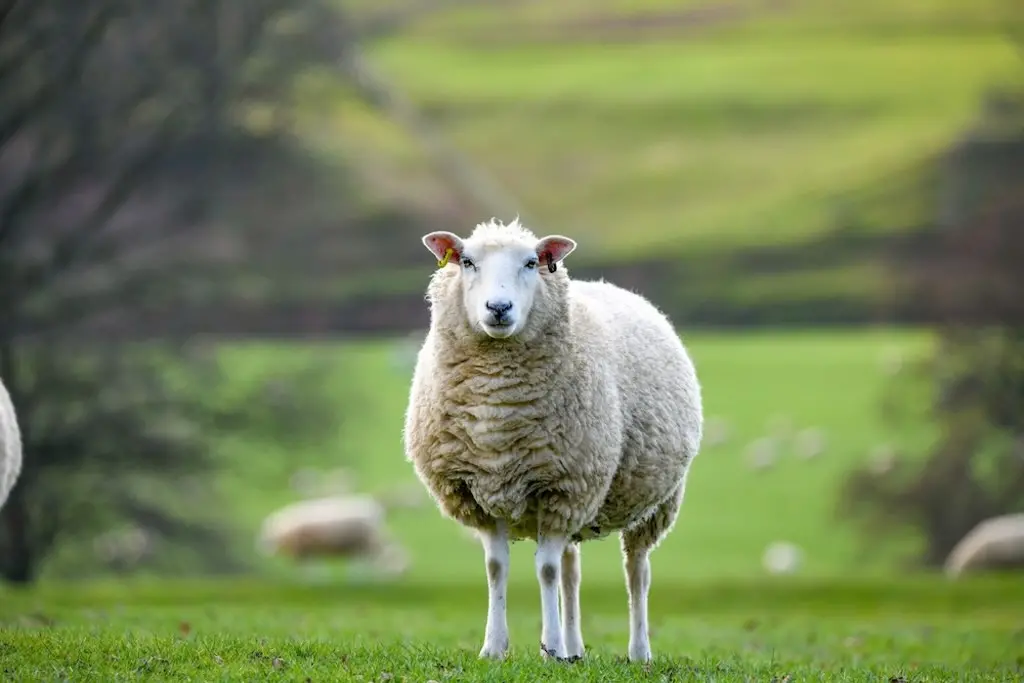 英国一孤独な羊」が見つかる。崖の下で2年間も… | GetNavi web ゲットナビ